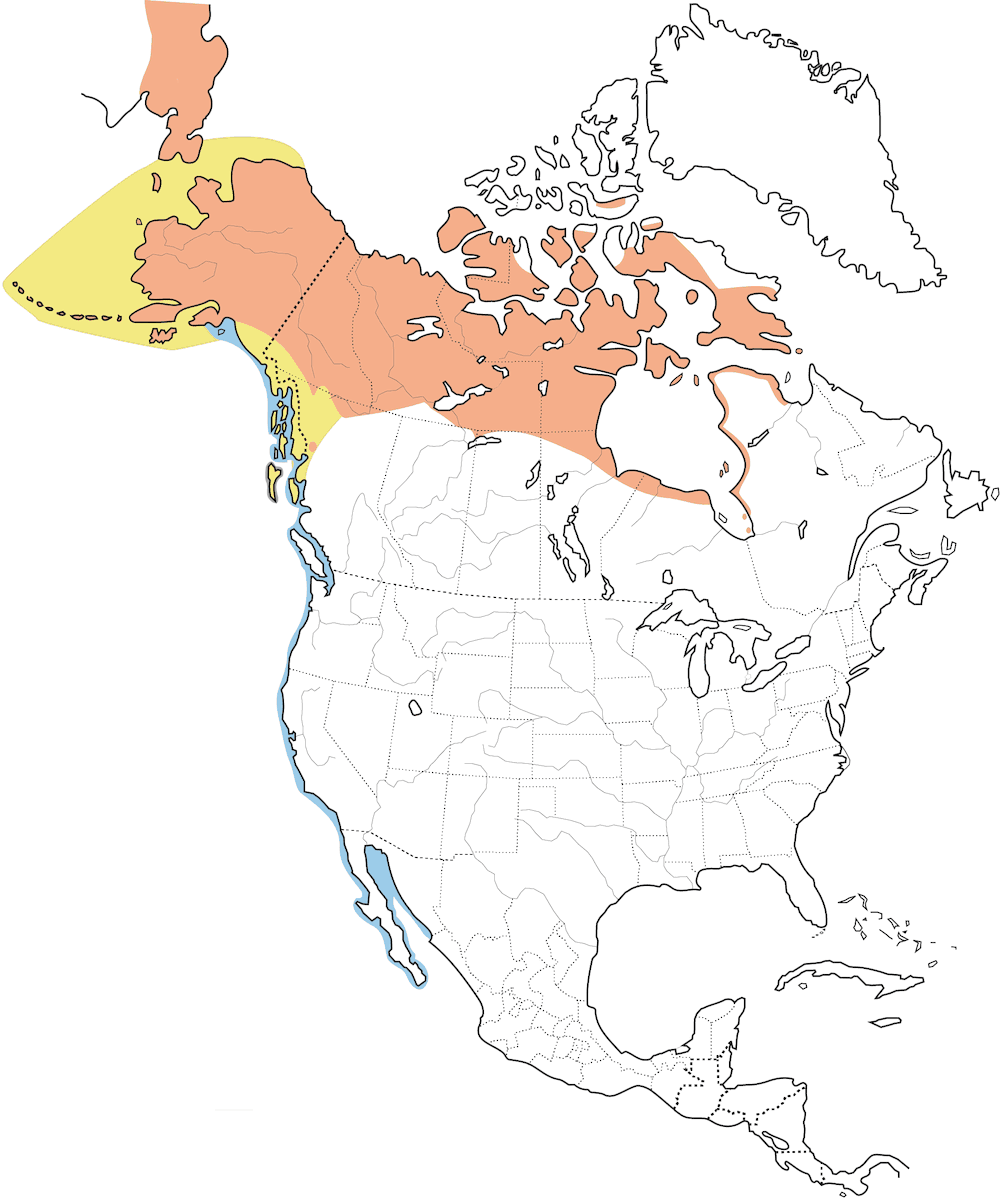 Strolaga del Pacifico, Distribuzione 1