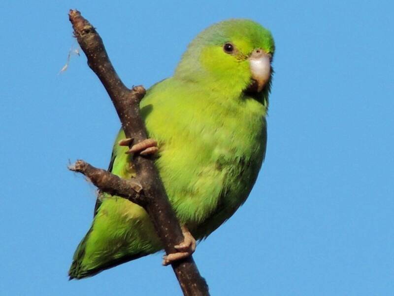 Pappagallino del Pacifico, Foto 3