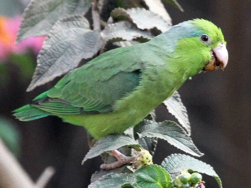 Pappagallino del Pacifico, Foto 2