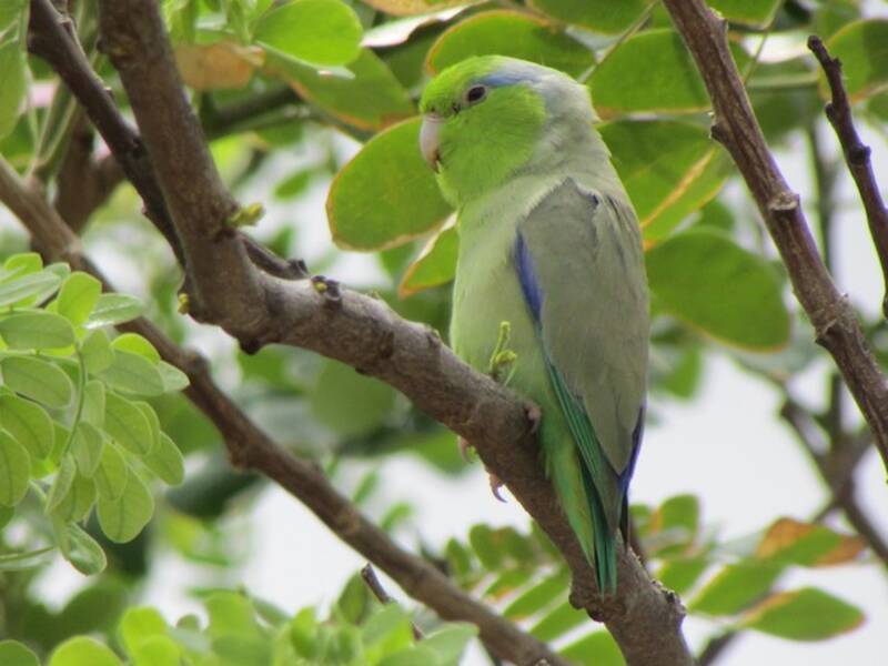 Pappagallino del Pacifico