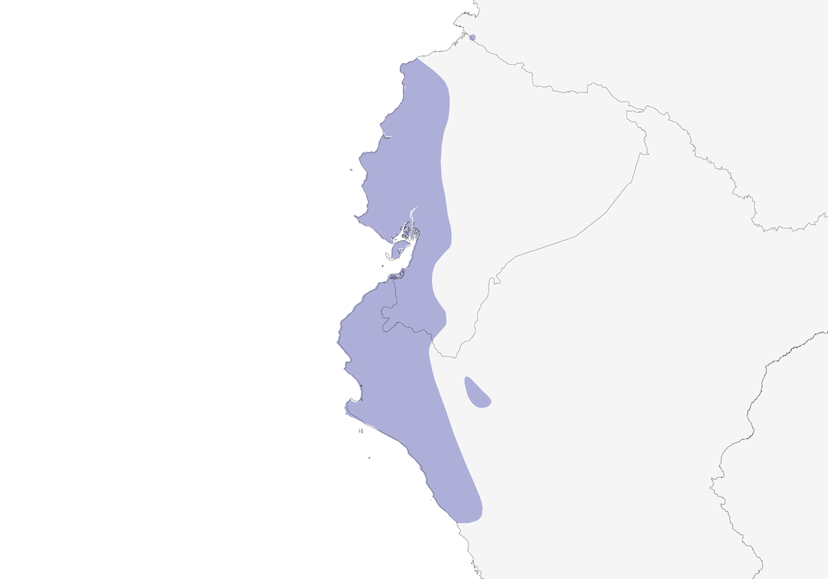 Pappagallino del Pacifico, Distribuzione 1