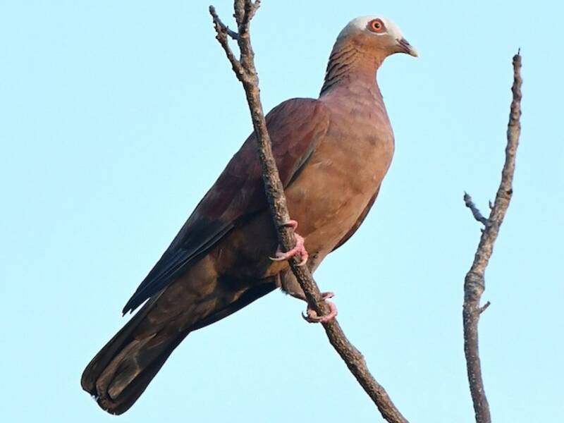 Pale-capped Pigeon