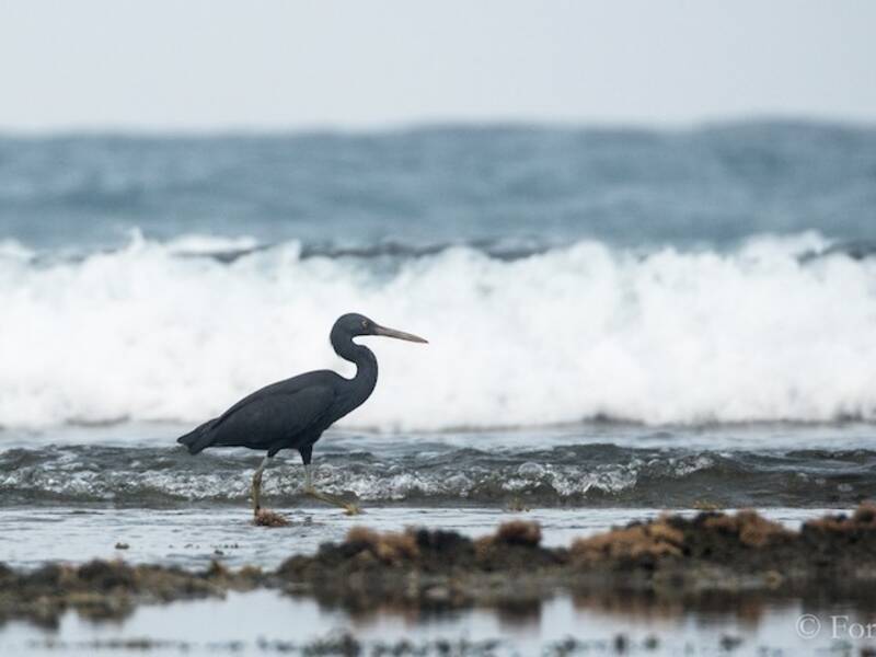 Pazifik-Riffreiher, Fotos 2