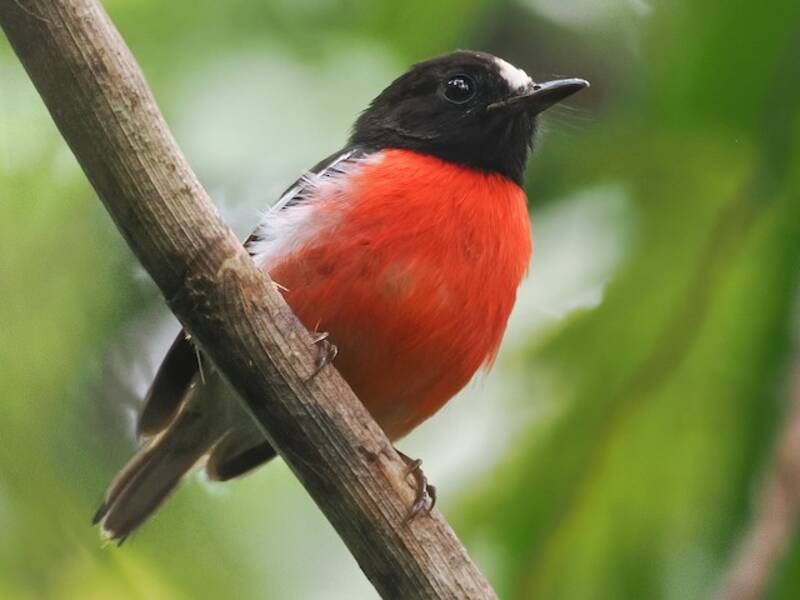 Solomons Robin, Photos 2