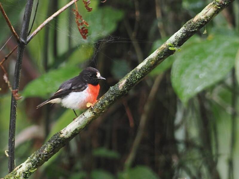 Solomons Robin, Photos 3