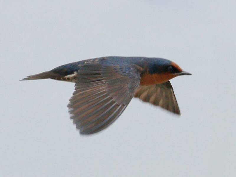 Golondrina del Pacífico, Fotos 3