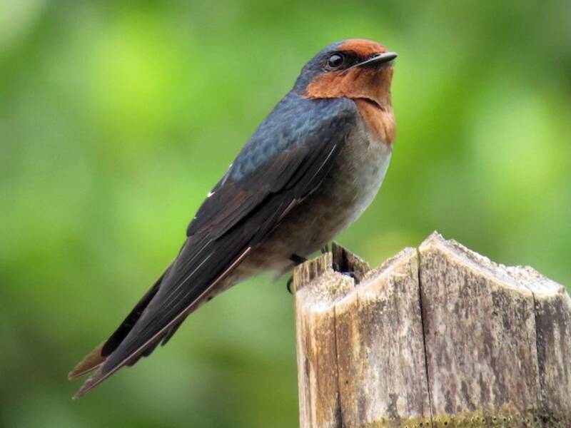 Golondrina del Pacífico, Fotos 2