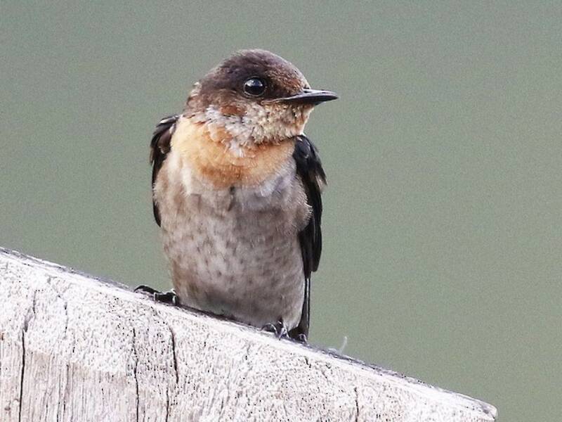 Golondrina del Pacífico, Fotos 4