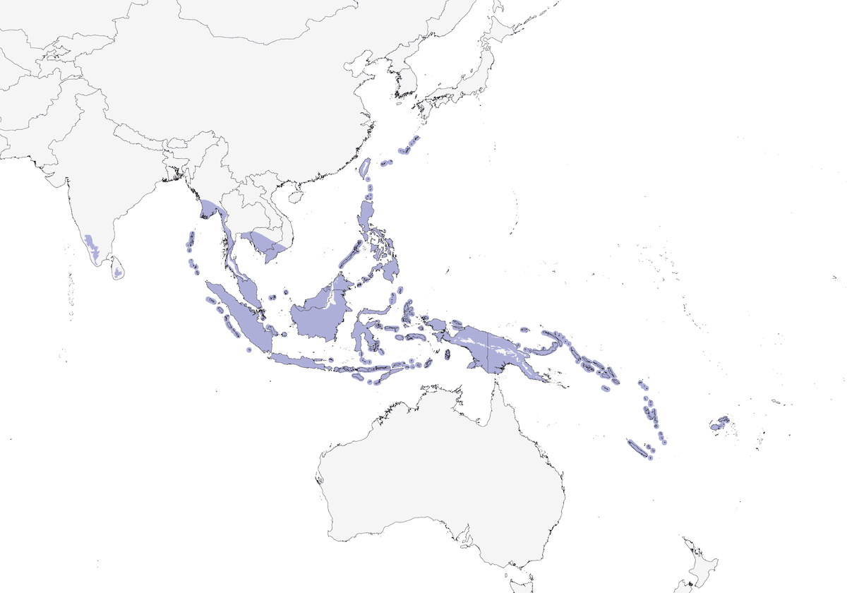 Golondrina del Pacífico, Distribución 1
