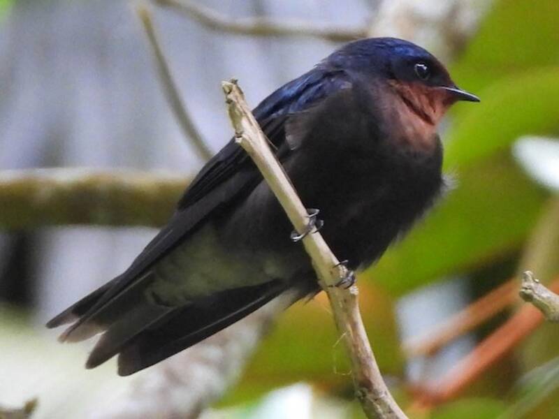 Golondrina de Tahití, Fotos 3