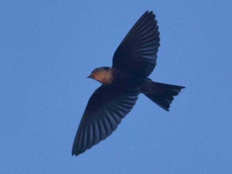 Golondrina de Tahití, Fotos 2