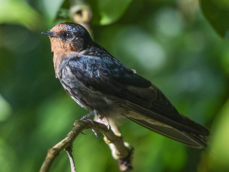 Golondrina de Tahití