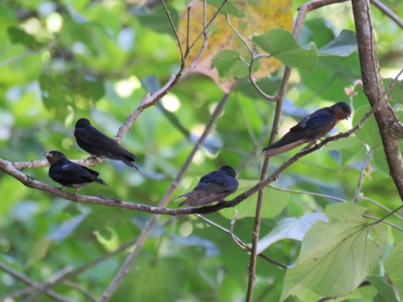 Golondrina de Tahití, Fotos 4
