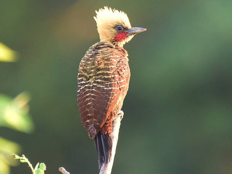 Pale-crested Woodpecker, Photos 3