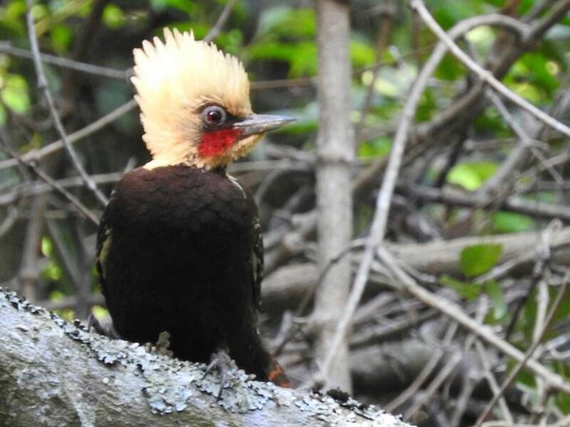 Pale-crested Woodpecker, Photos 2