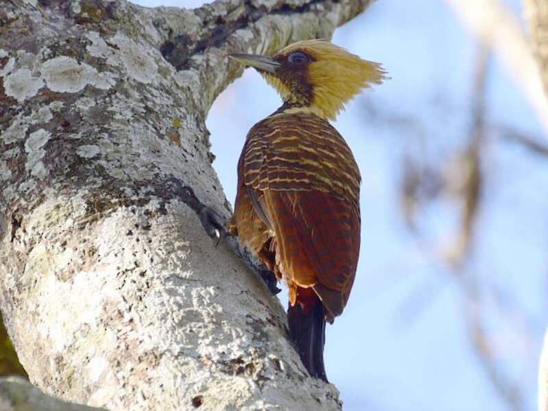 Carpintero Cresticlara
