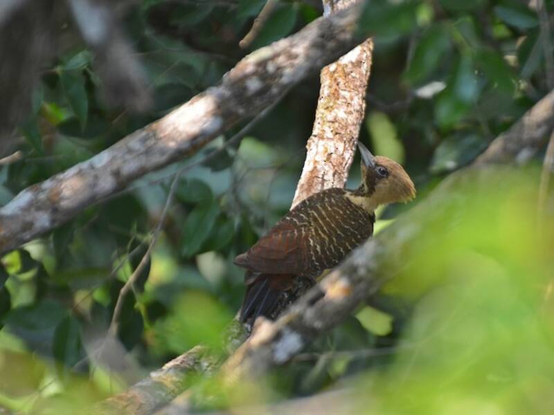 Pale-crested Woodpecker, Photos 4