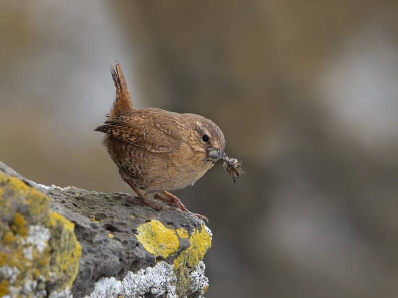 Scricciolo del Pacifico, Foto 3