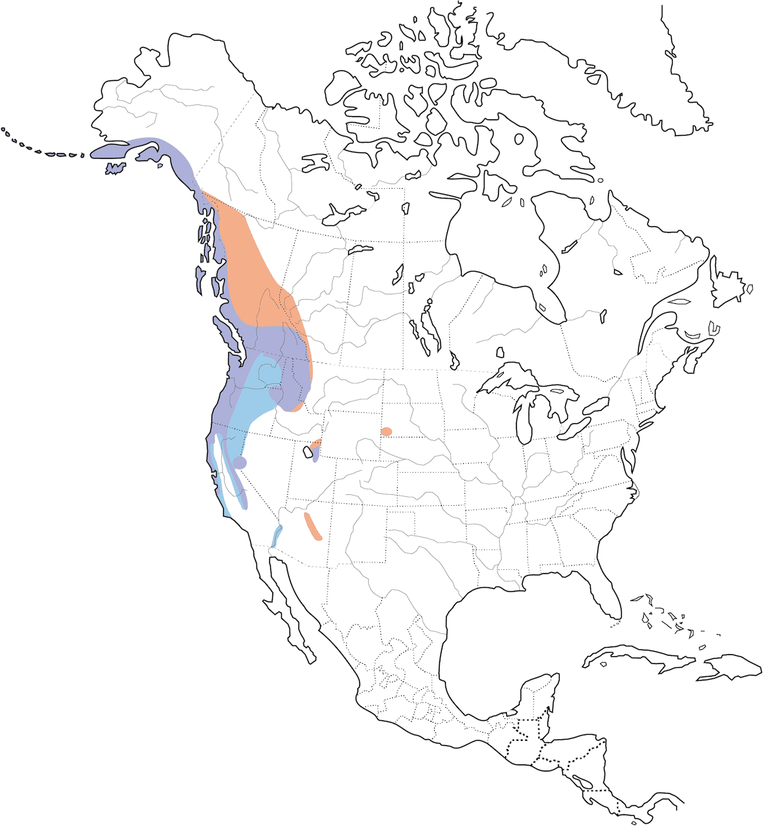 Scricciolo del Pacifico, Distribuzione 1