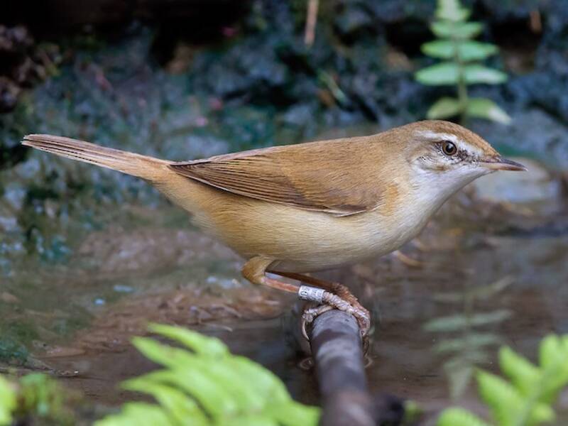 Paddyfield Warbler, 照片 3