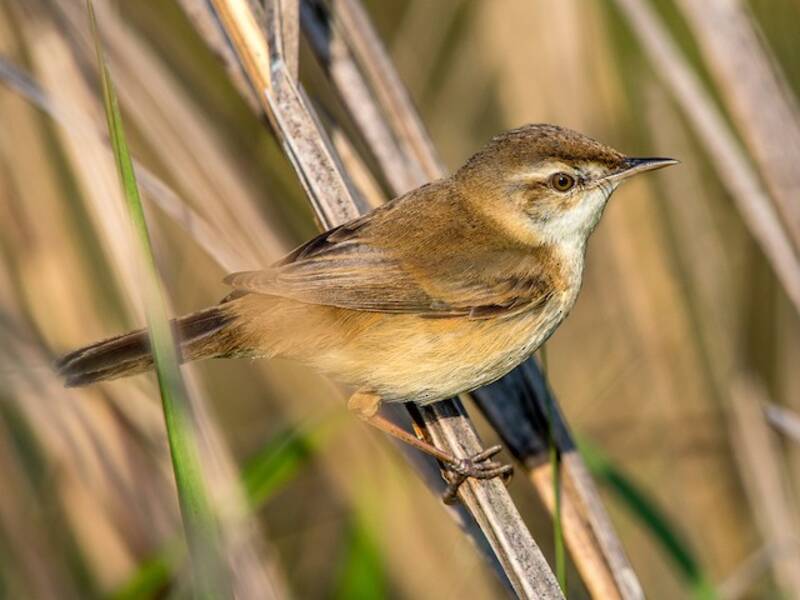 Paddyfield Warbler, 照片 2