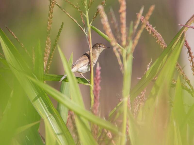 Paddyfield Warbler, 照片 4