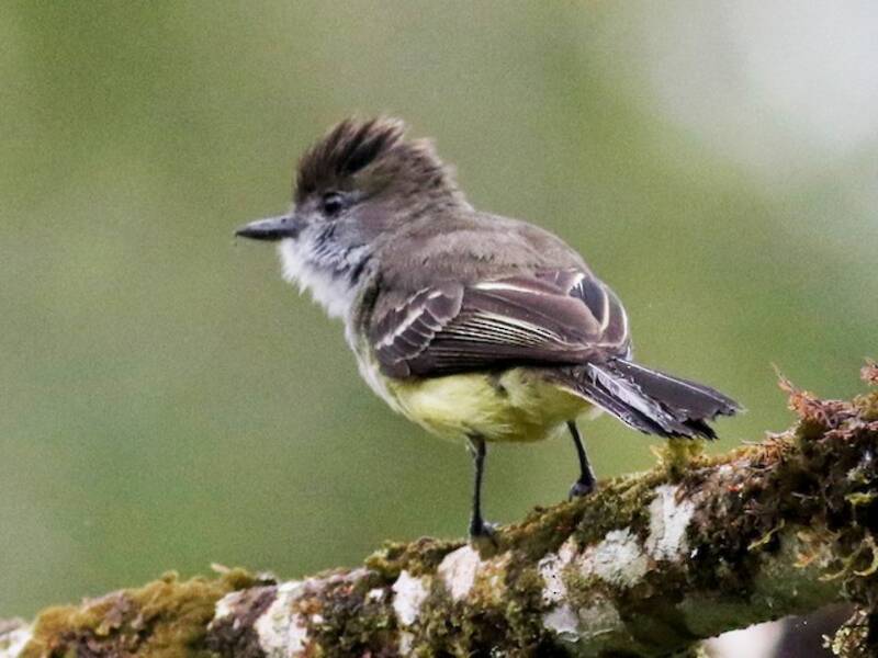 Pale-edged Flycatcher