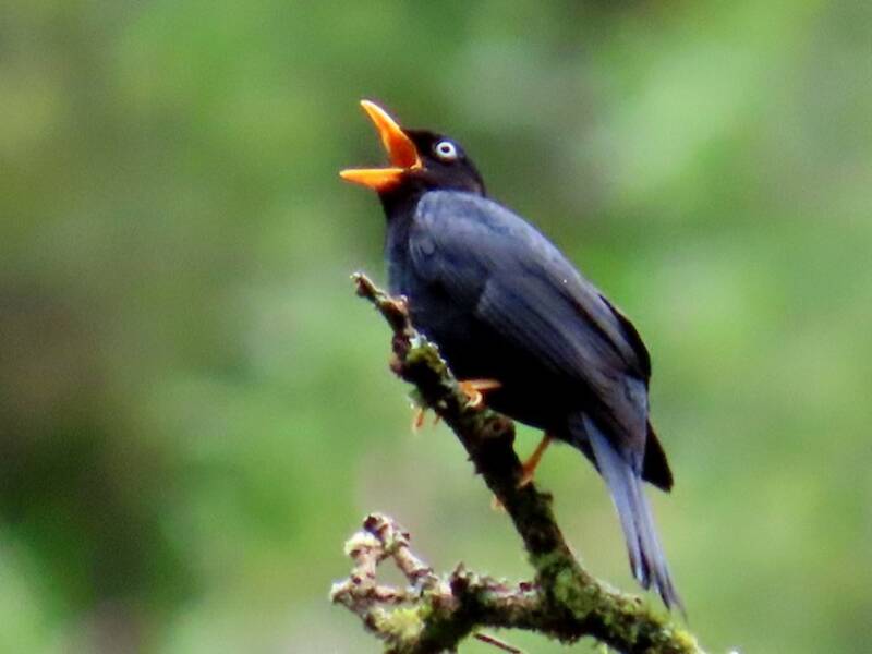 Pale-eyed Thrush, Photos 2