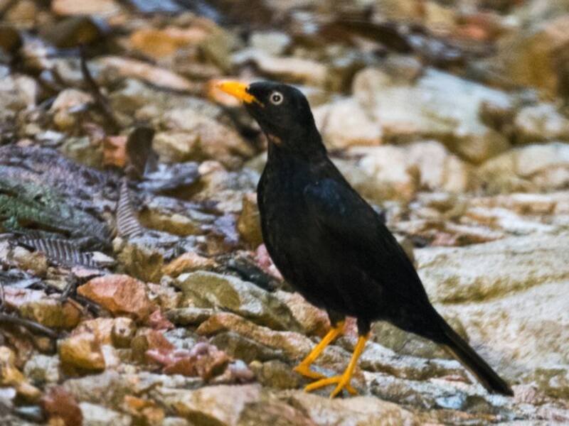 Pale-eyed Thrush, Photos 4