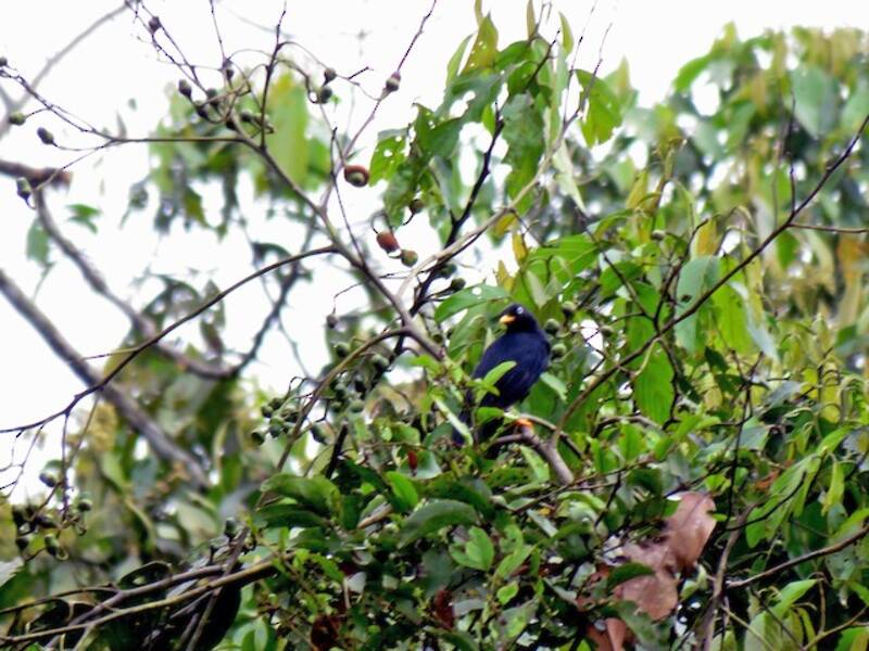 Pale-eyed Thrush, Photos 3