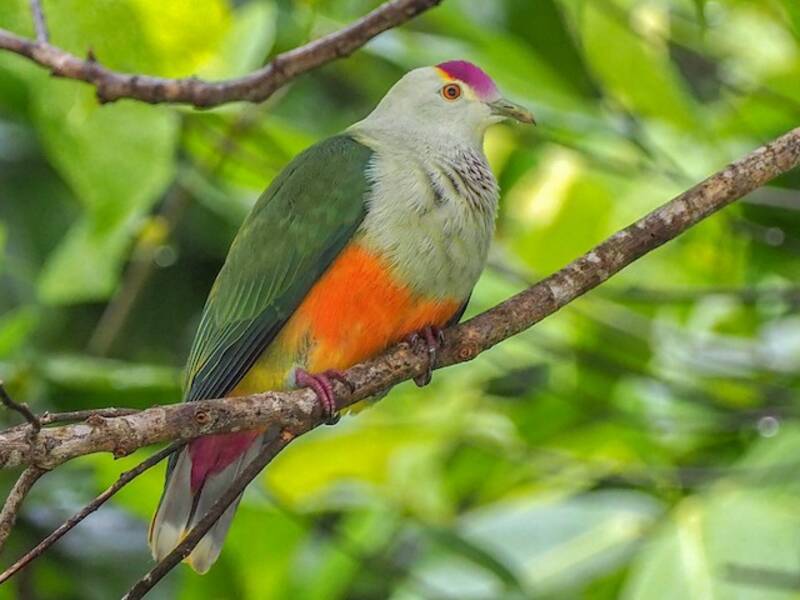 Colomba frugivora di Palau, Foto 3