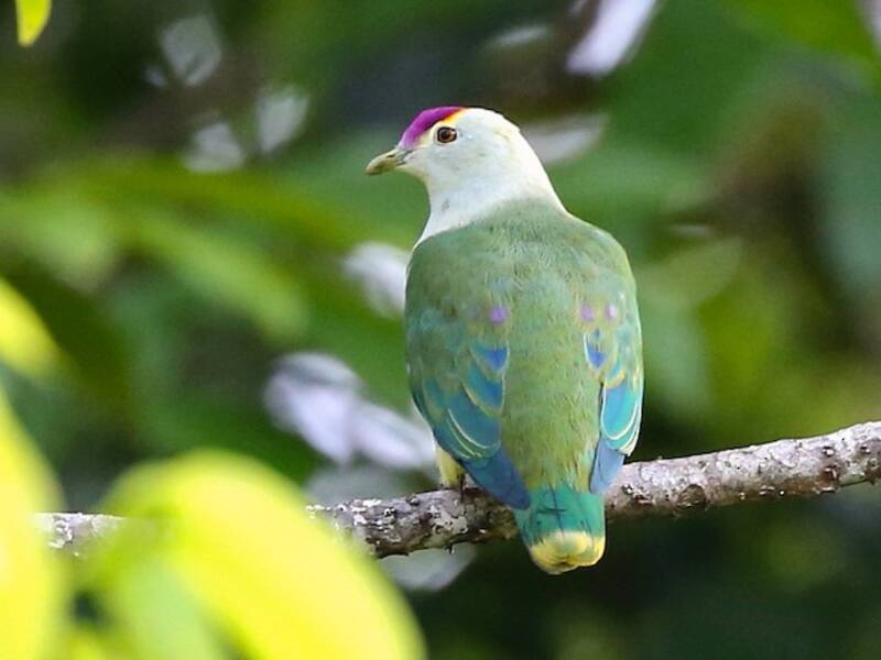 Colomba frugivora di Palau