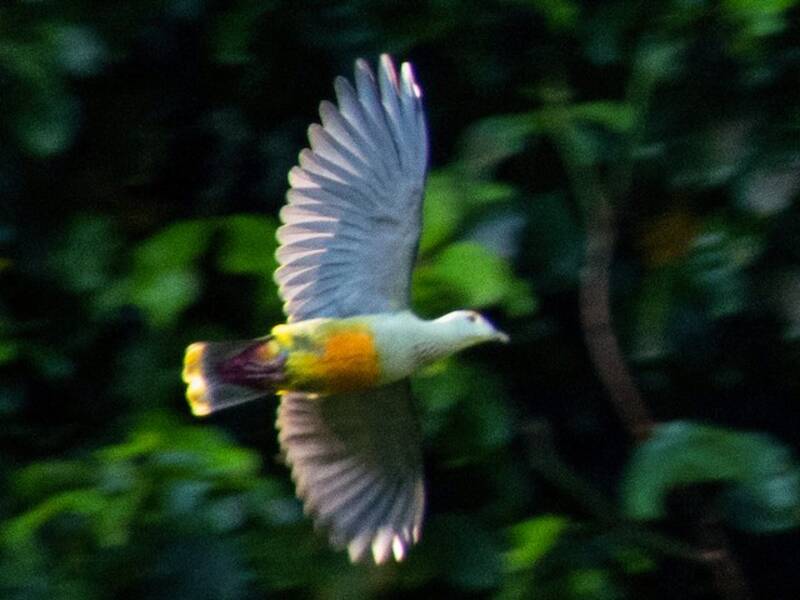 Colomba frugivora di Palau, Foto 4