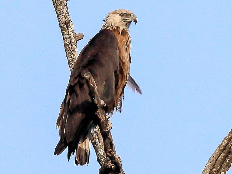 Pallas's Fish-Eagle