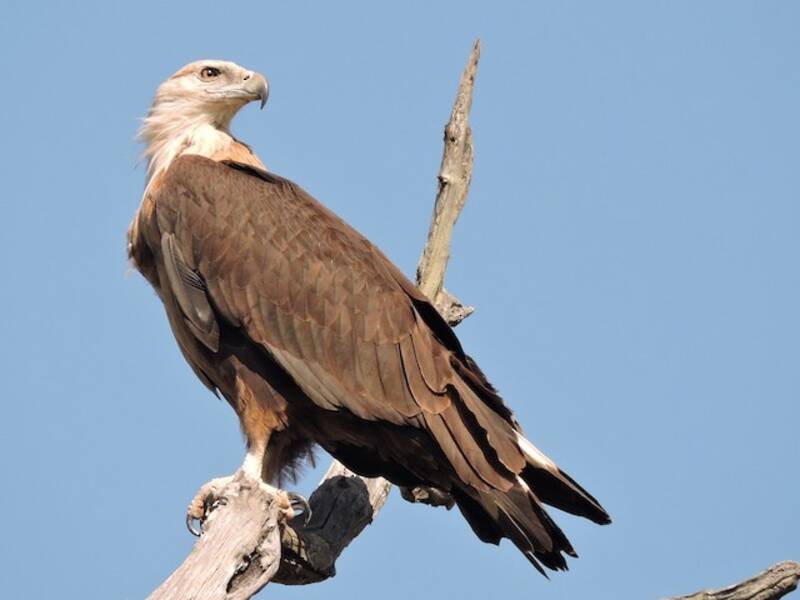 Pallas's Fish-Eagle, Photos 3