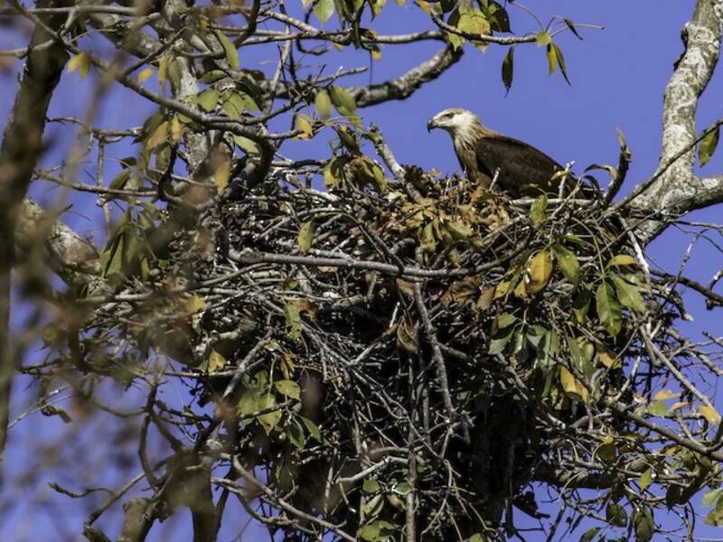 Pallas's Fish-Eagle, Photos 4