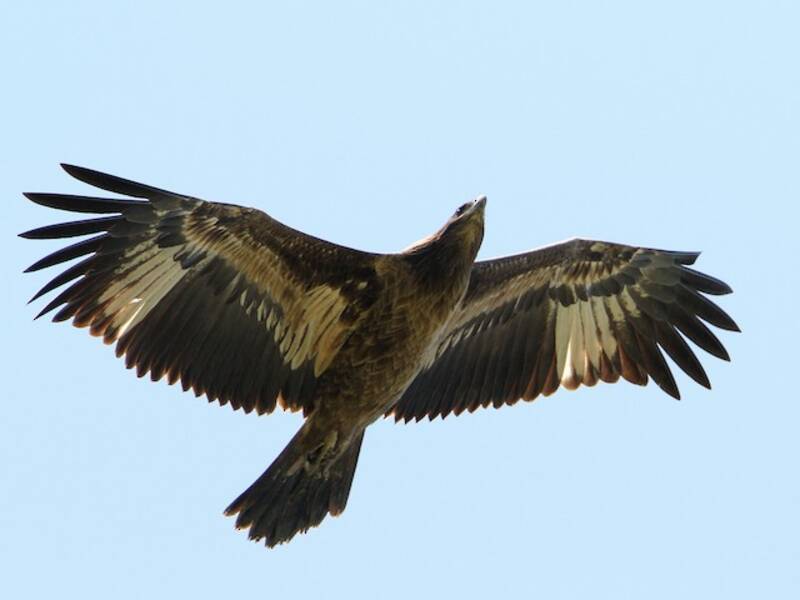 Pallas's Fish-Eagle, Photos 2