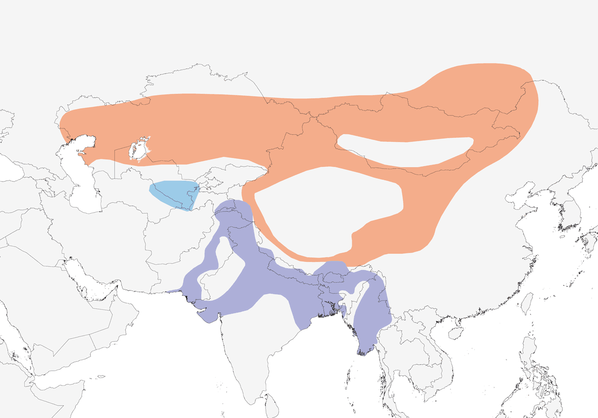 Pallas's Fish-Eagle, Distribution 1