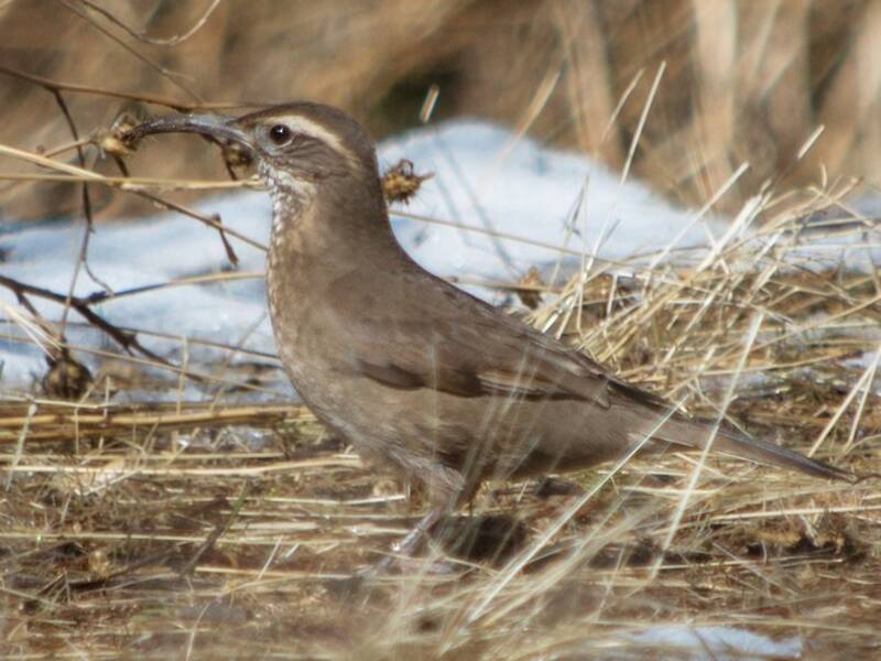 Patagonien-Walderdbeerkleiber, Fotos 2