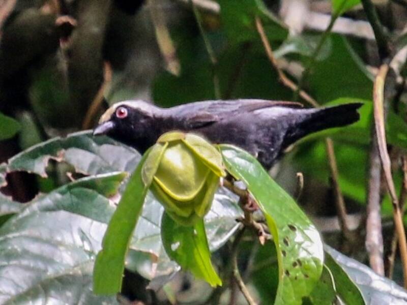 Nigrita de Frente Pálida, Fotos 3