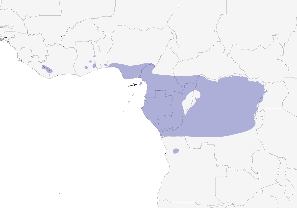 Nigrita de Frente Pálida, Distribución 1