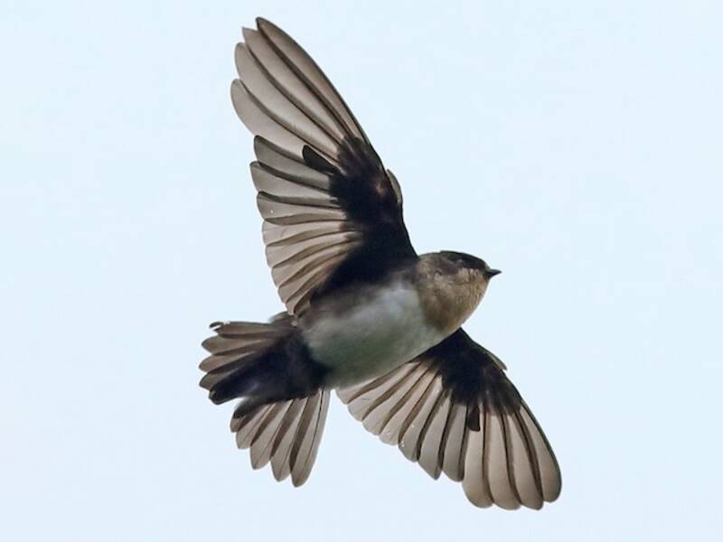 Pale-footed Swallow, Photos 3