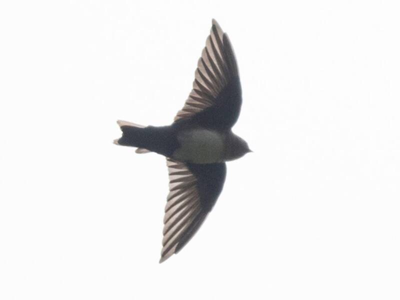 Pale-footed Swallow, Photos 4
