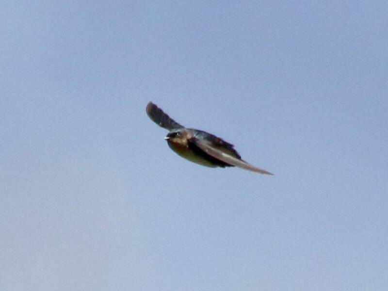 Pale-footed Swallow, Photos 2