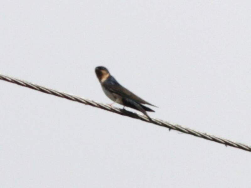 Pale-footed Swallow