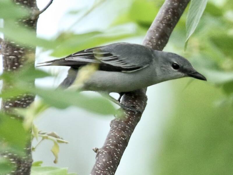 Blasser Zikadenvogel, Fotos 3