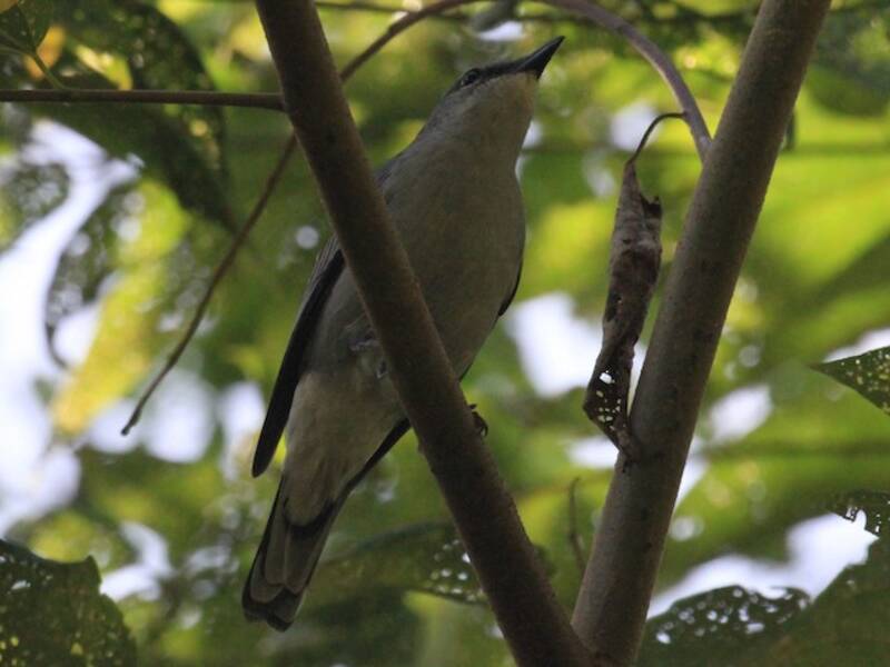 Blasser Zikadenvogel, Fotos 2