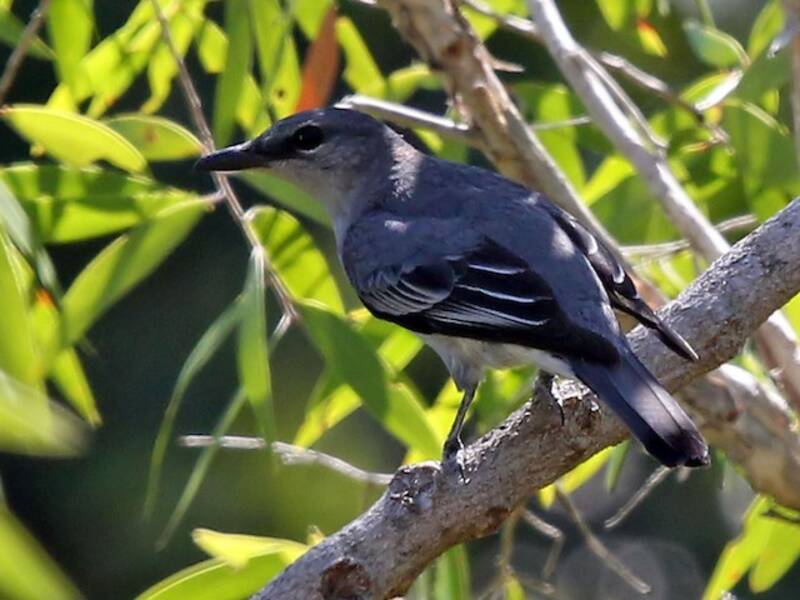Blasser Zikadenvogel