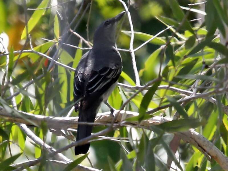 Blasser Zikadenvogel, Fotos 4