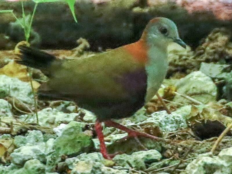 Paloma Terrestre de Palaos